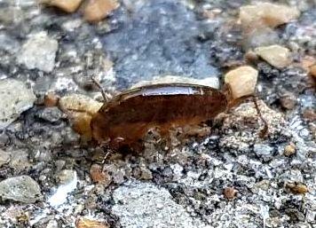 Arcitalitrus dorrieni